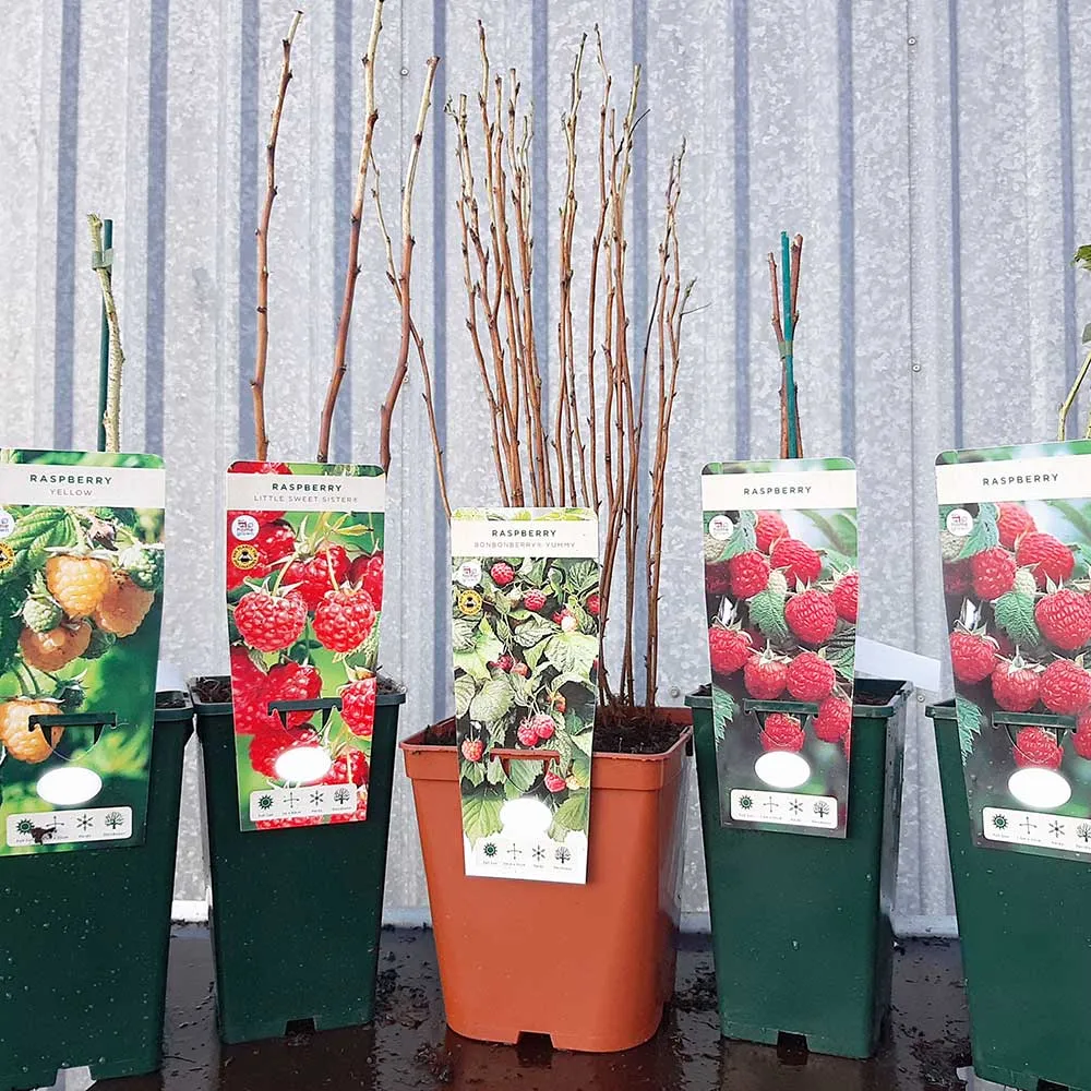 Blueberry Blue Crop (Vaccinium Corymbosum) Fruit Bush 3ltr Pot